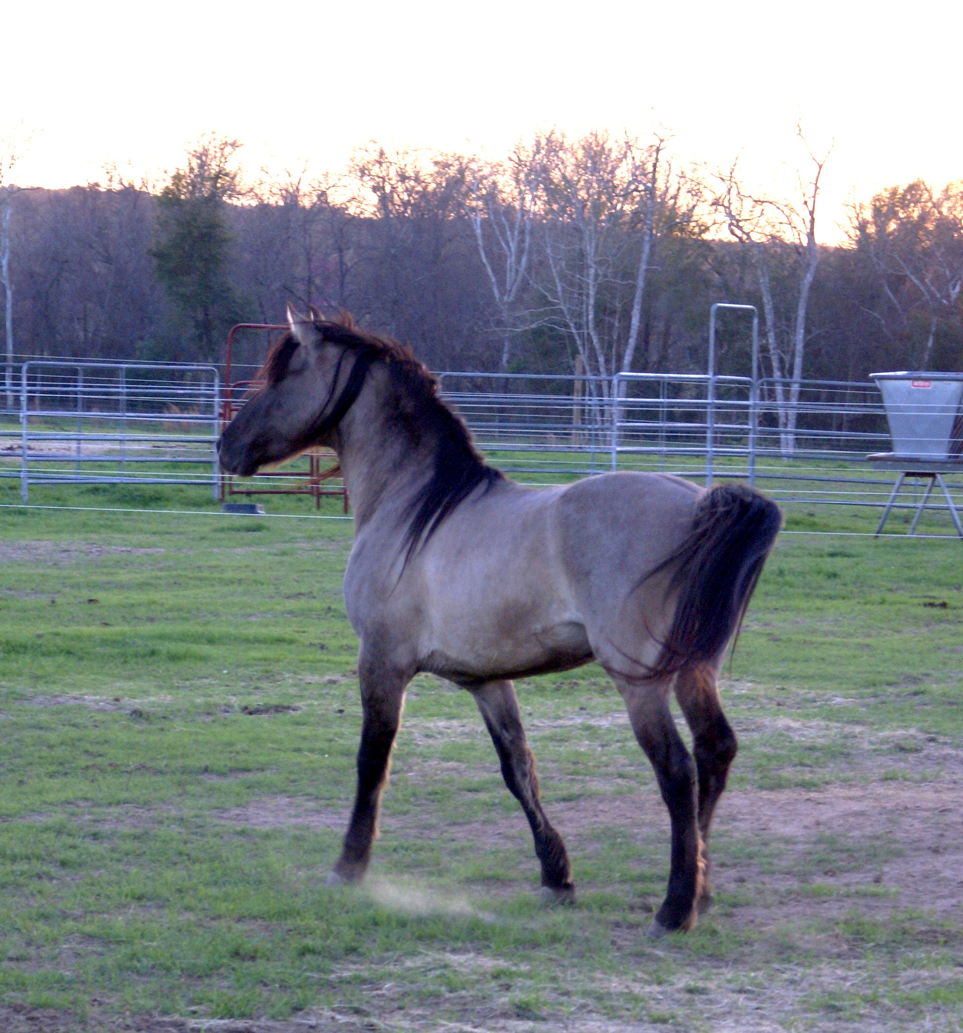 rocky mountain horse stallion