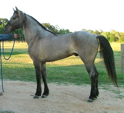 rocky mountain horse stallion